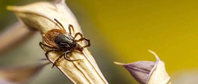 Сезон клещей завершён: москвичи могут расслабиться до весны
