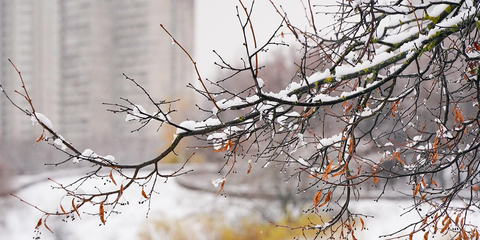 Аномально тёплая зима «заморозила» спрос на снегоуборочный инвентарь в России