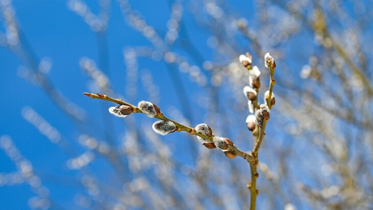 Синоптик рассказал, в какой регион России весна придёт быстрее