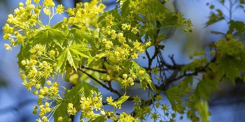 Весенние болезни 2026: с чем чаще всего россияне обращаются к врачам