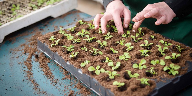 Астролог назвала лучшие дачные занятия для каждого знака зодиака