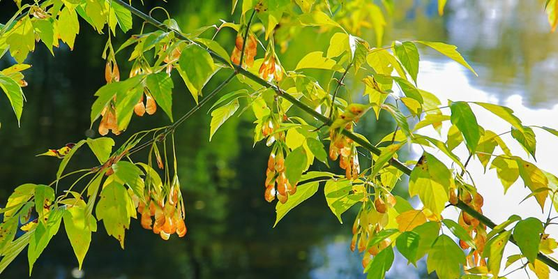 Москвичам рассказали, какие деревья запросто вырастут на дачах в Подмосковье