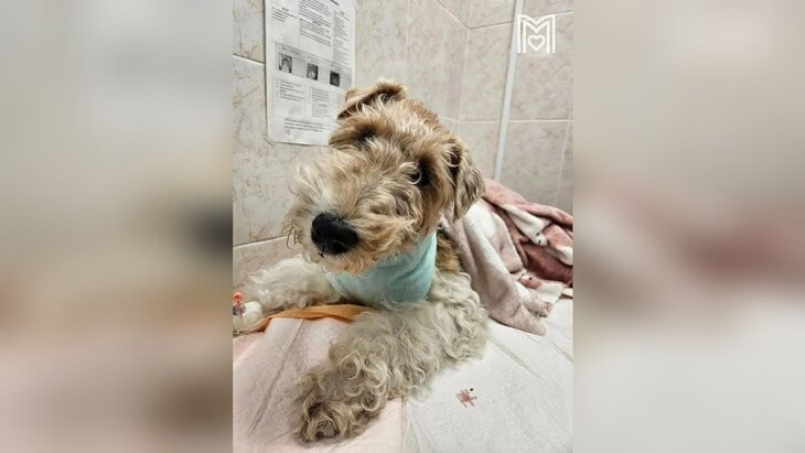 Проглотившую тапку собаку спасли в Москве