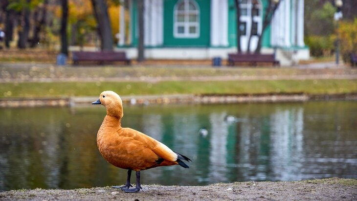 Птицы начали улетать из Москвы на зимовку